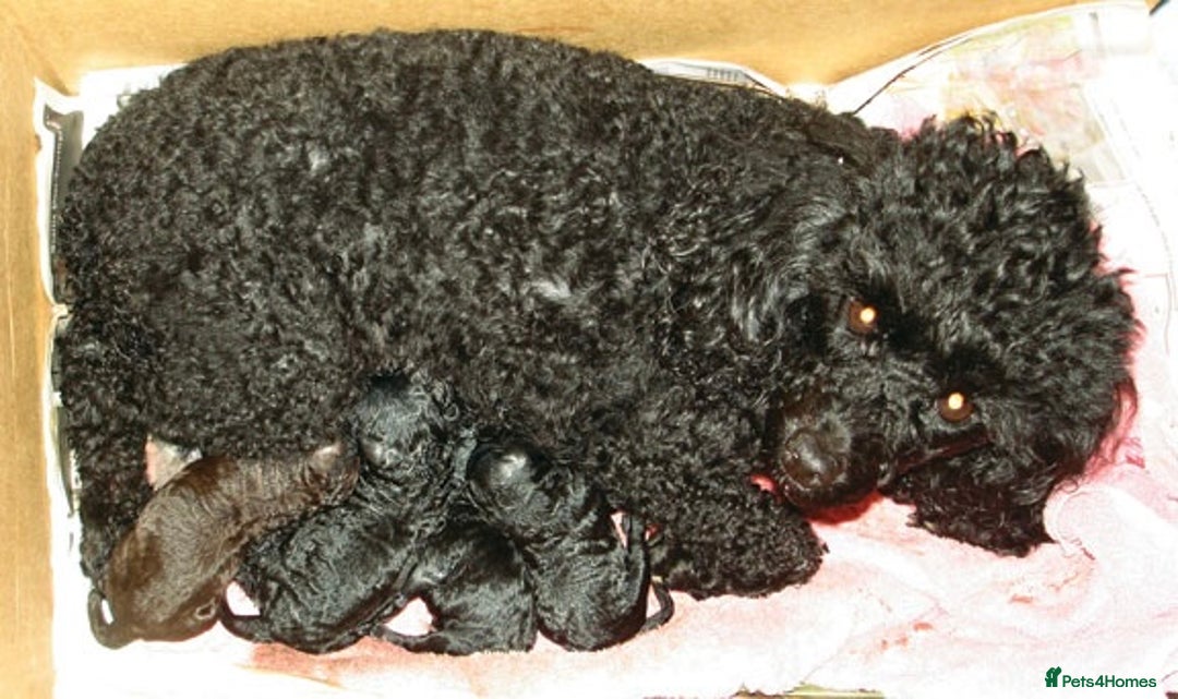 Cockapoo dogs for sale: F1 cockerpoo puppies  - Image 5
