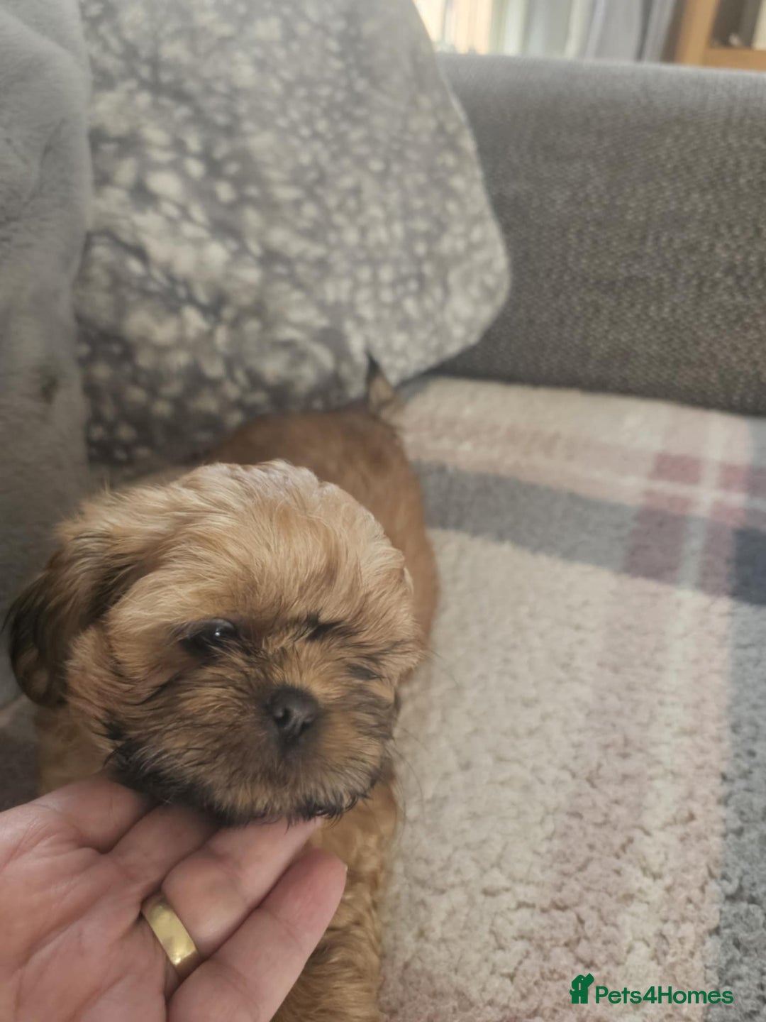 Shih Tzu dogs for sale: Shih tzu puppies  - Image 5