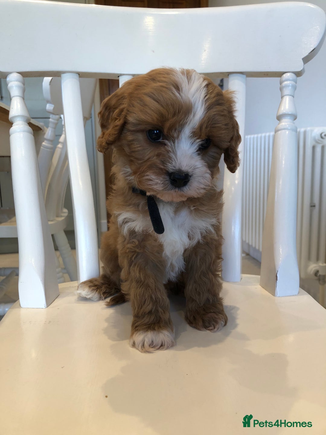 Cavapoo dogs for sale: Adorable Cavapoo Puppies  - Advert 1