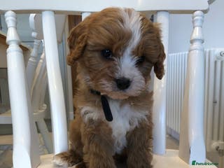 Cavapoo dogs Adorable Cavapoo Puppies - Advert 6