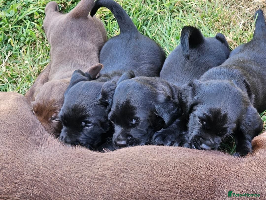 Springador dogs Beautifl Springador puppies - Advert 2