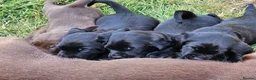 Springador dogs for sale: Beautifl Springador puppies in Totnes - Advert 2