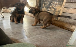 Mixed Breed dogs for sale: 2 akita x rottweiler pups  - Image 13