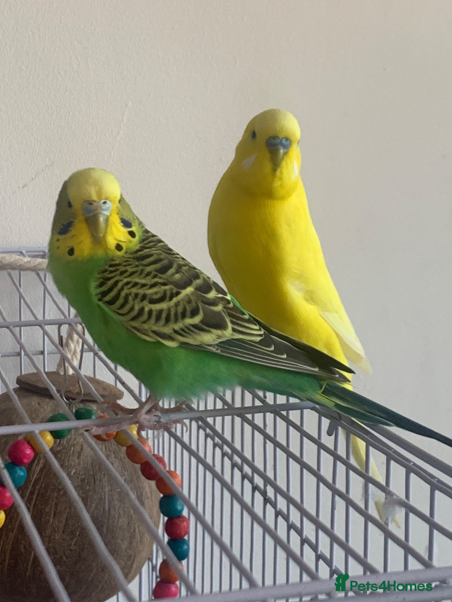 Budgerigars birds for sale: couple of budgies  - Advert 3