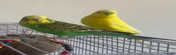 Budgerigars birds for sale: couple of budgies  in Birmingham - Advert 1