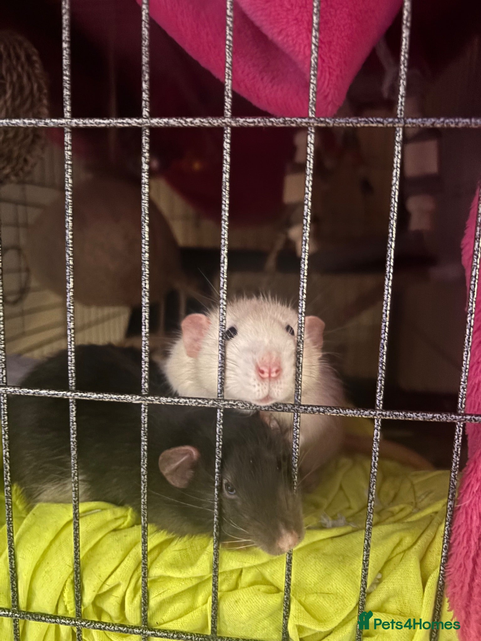 Rat rodents 2 dumbo male rats  - Advert 1