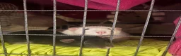 Rat rodents for sale: 2 dumbo male rats  in Ipswich - Advert 1