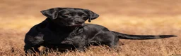Labrador Retriever dogs for sale: Championship Winner FTCh Rustler Master puppies   in Warminster - Advert 6