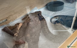 Python Snake reptiles for sale: Royal python  - Image 4