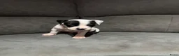 Mixed Breed dogs for sale: Bullmastiff x staffy puppies  - Advert 31