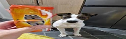 Mixed Breed dogs for sale: American Bull Terrier x Lurcher in Nottingham - Advert 2