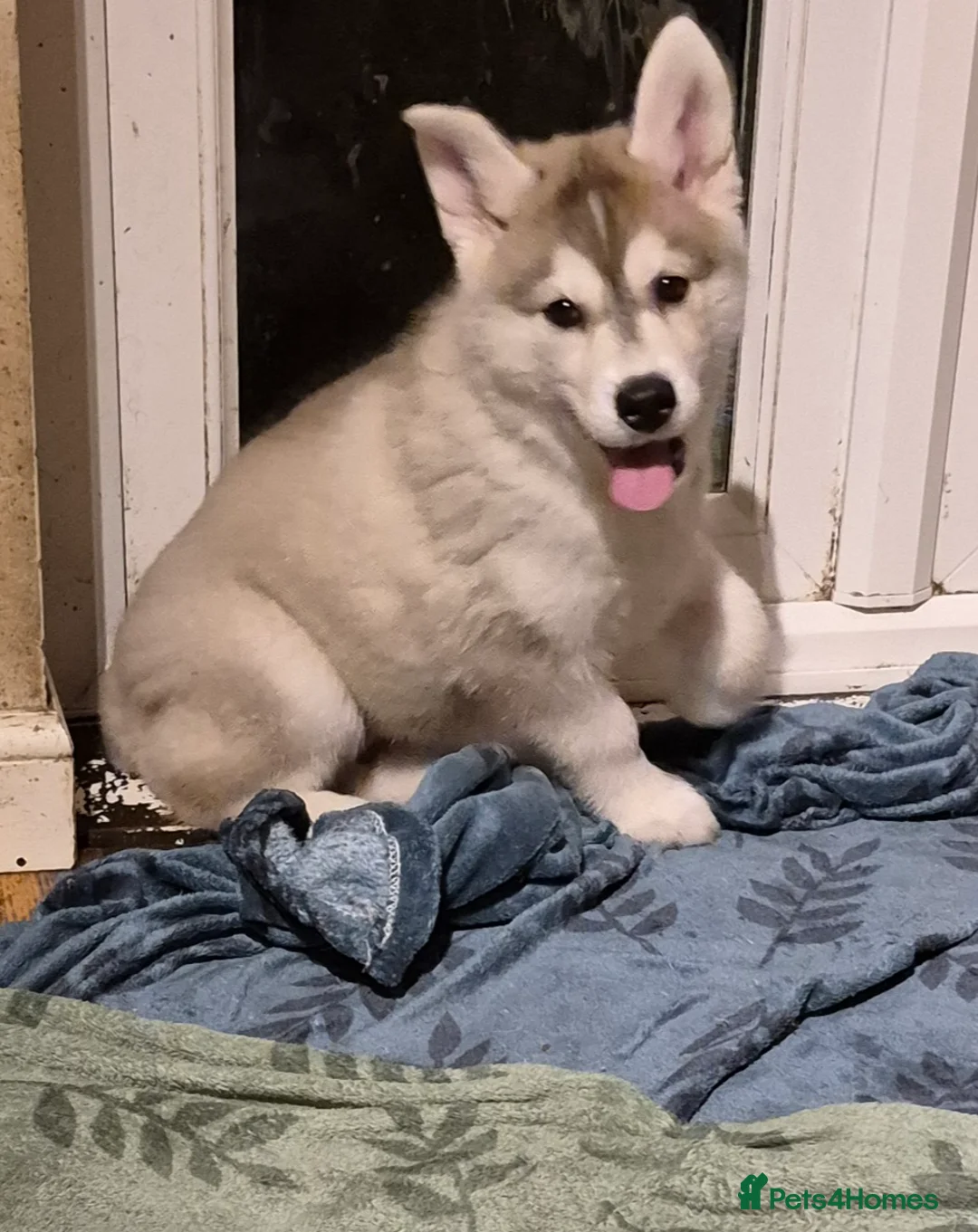 Alaskan Malamute dogs for sale: Alaskan Malamute x Siberian Husky Fluffy Puppy - Advert 13