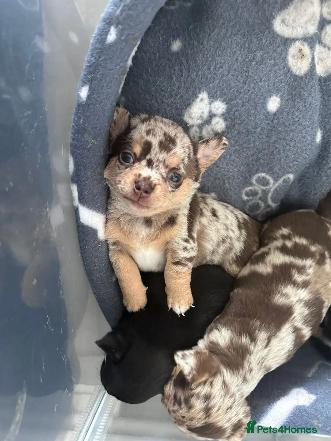 Chihuahua dogs for sale: Chihuahua Puppies – 1 Female & 1 Male in Bristol - Advert 2