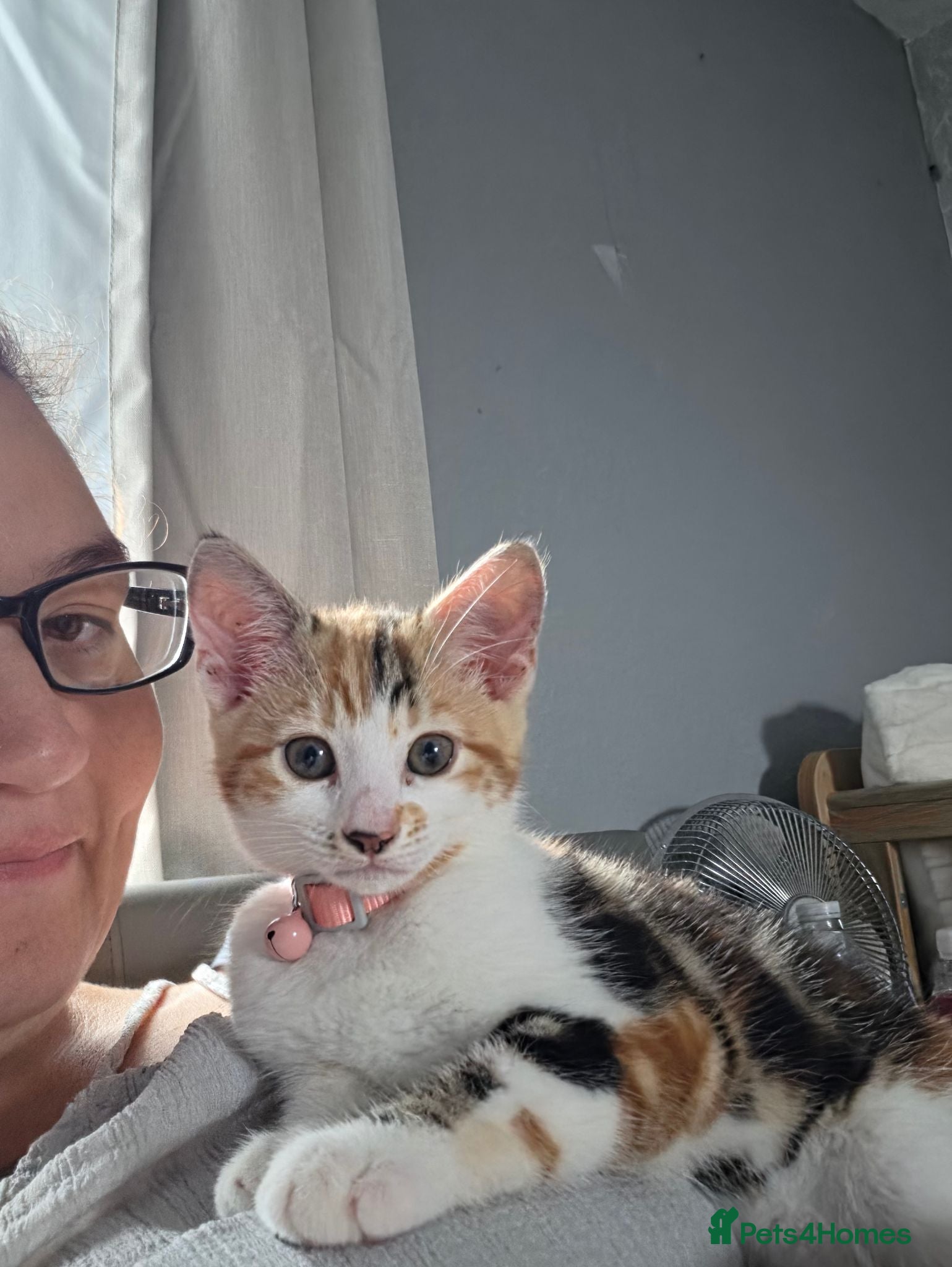 Mixed Breed cats Female kitten - Advert 1