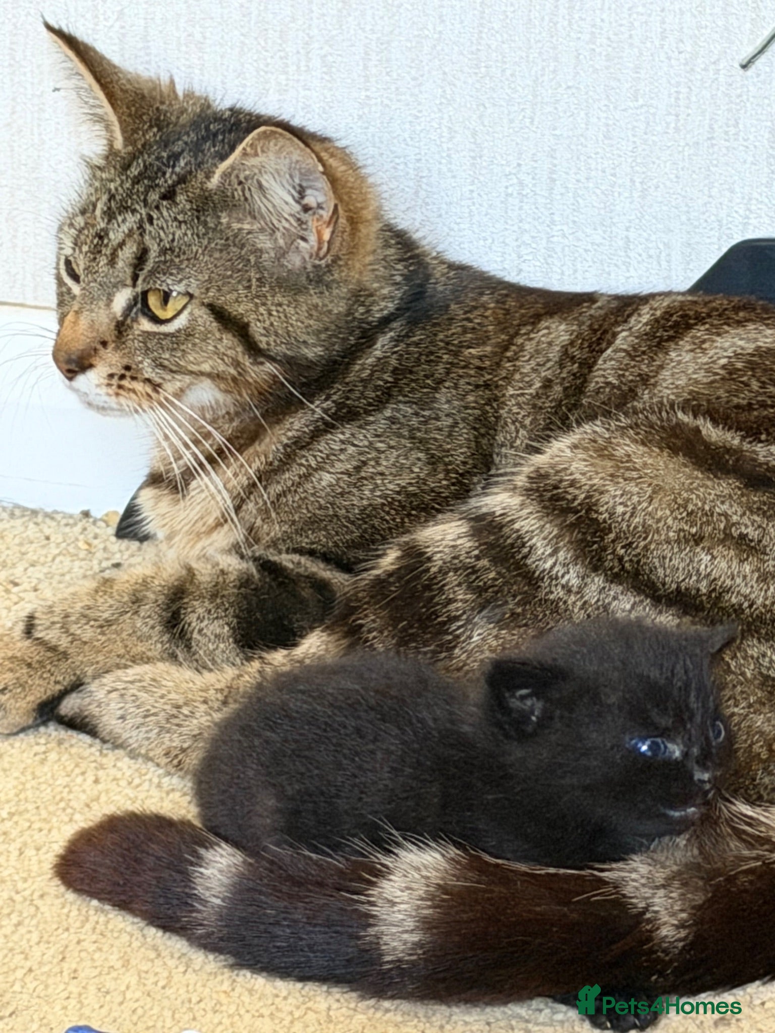 Mixed Breed cats Kittens for sale  - Advert 1