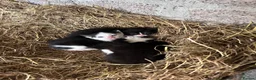 Domestic Shorthair cats for sale: Kittens - Newborn black and white - Advert 10