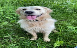 Golden Retriever dogs for sale: Sad sale  in Barnsley - Image 6