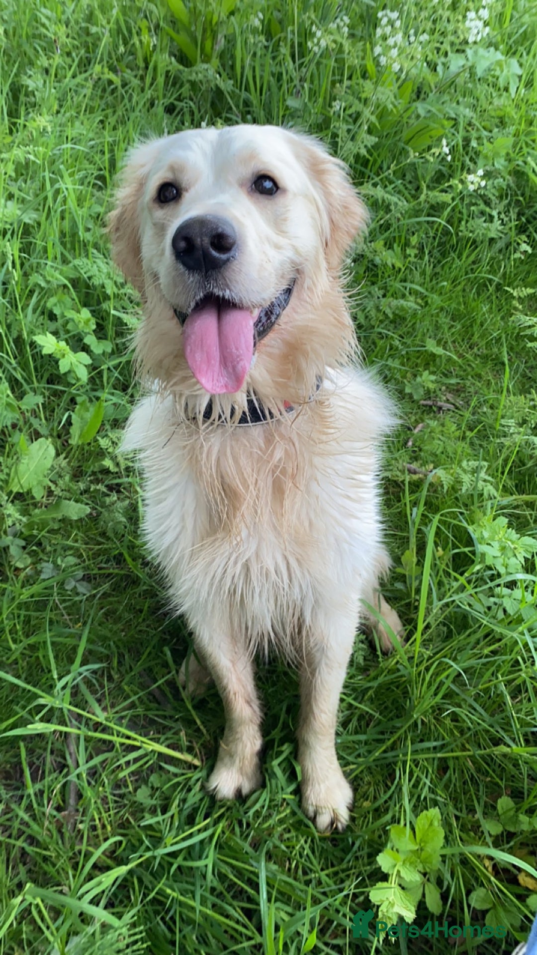 Golden Retriever dogs for sale: Sad sale  in Barnsley - Image 6