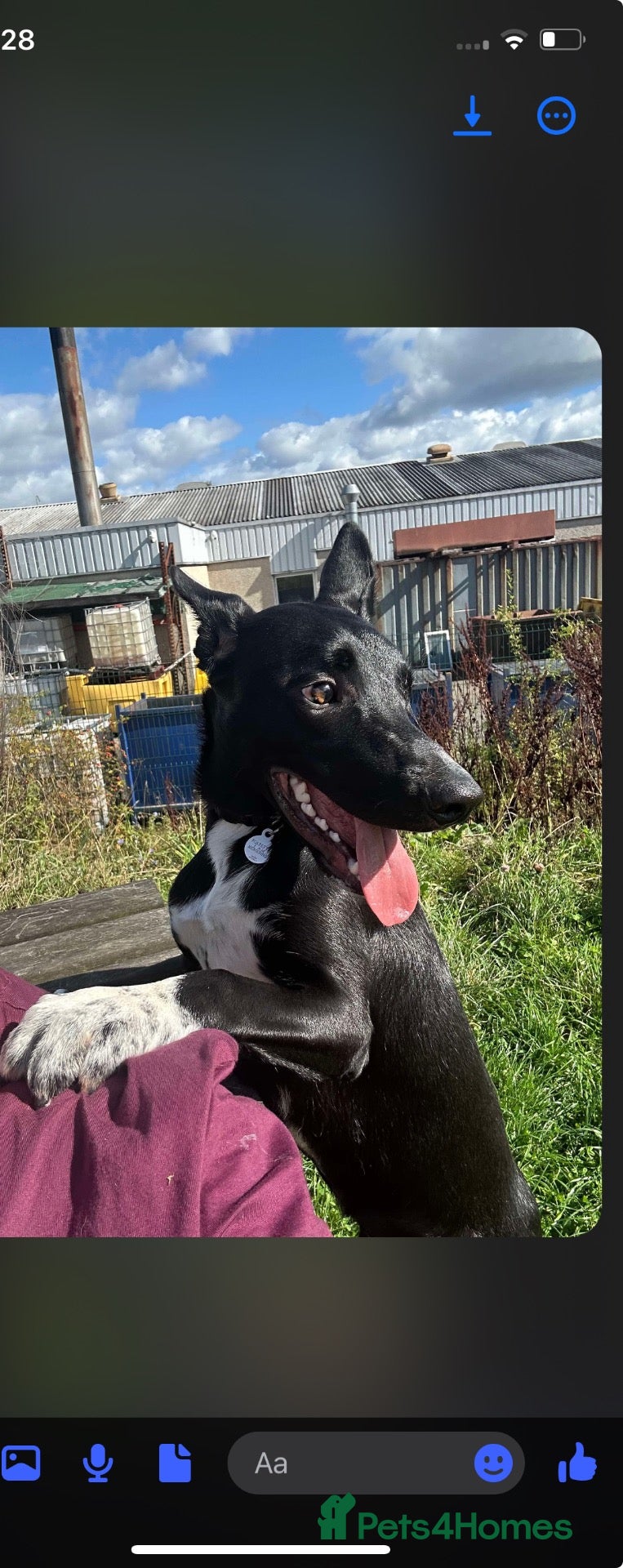 Mixed Breed dogs Our Polpetta Looking for a home  - Advert 1