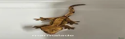 Gecko reptiles for sale: Baby Crested Geckos  - Advert 14