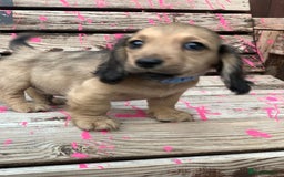 Miniature Dachshund dogs for sale: Stunning true to type KC Reg Miniature LH babies - Image 21