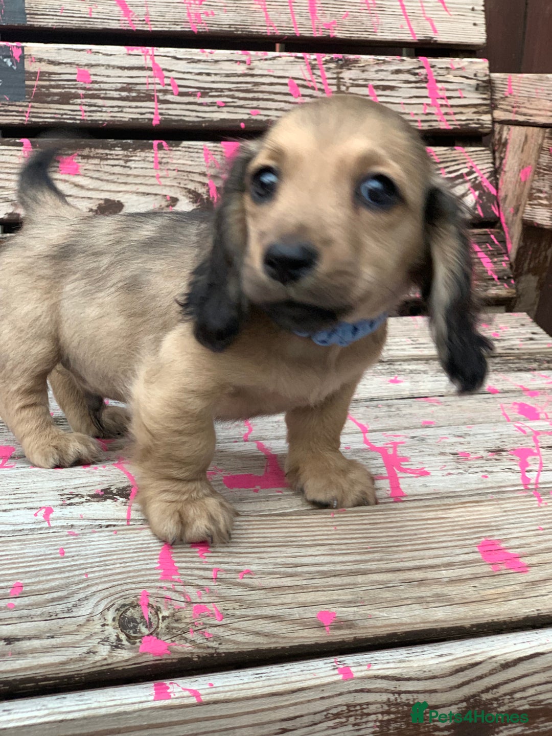 Miniature Dachshund dogs for sale: Stunning true to type KC Reg Miniature LH babies - Image 21