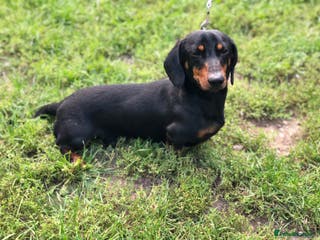Miniature Dachshund dogs For stud! Stunning kc miniature dachshund in Maldon - Advert 21