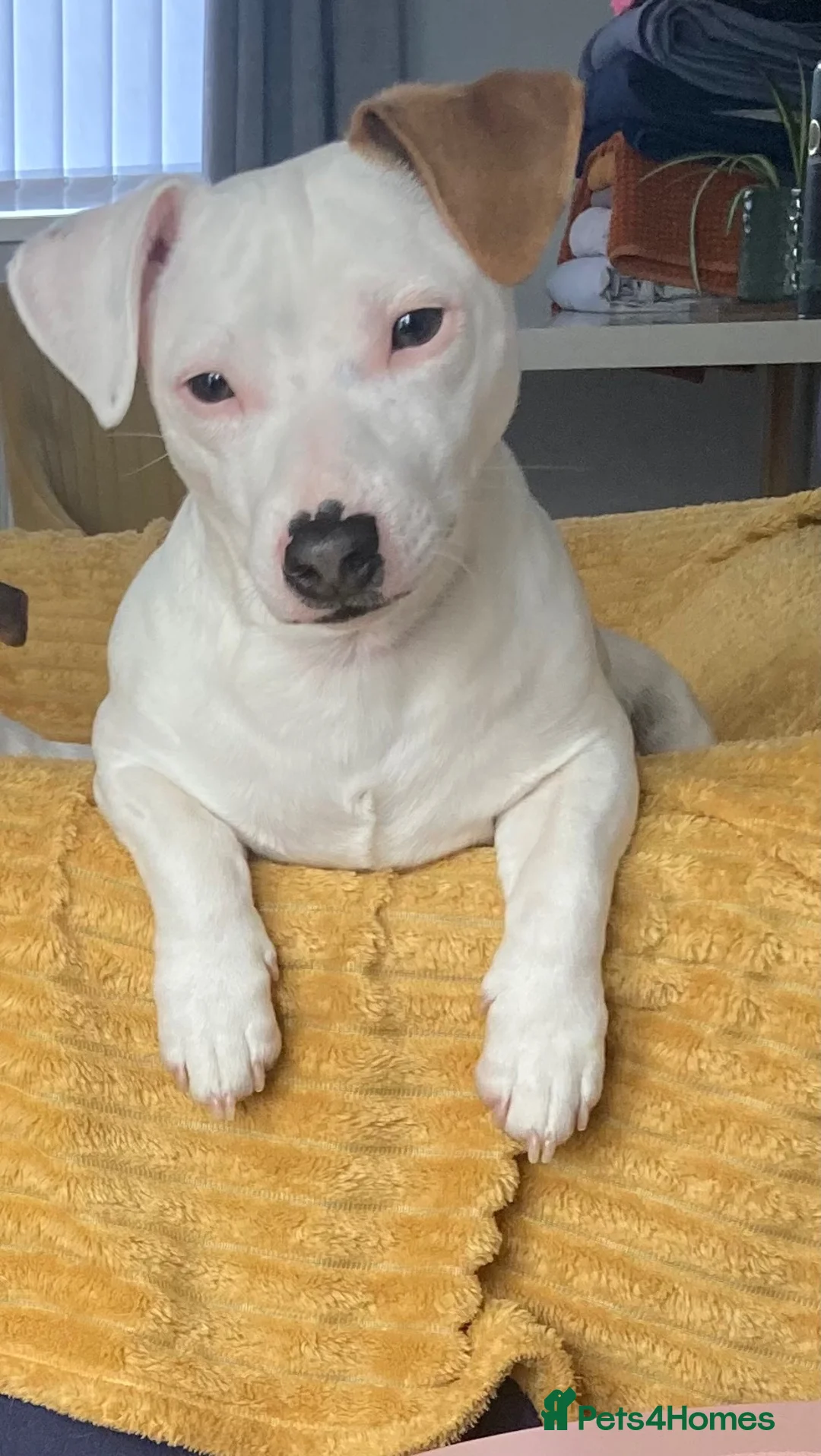 Jack Russell dogs for sale: Handsome rare white JRT male 10 months £750 - Advert 2