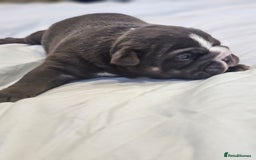 English Bulldog dogs for sale: KC Reg Champion Bloodlines 1 Girl Left £ 2800 - Image 22