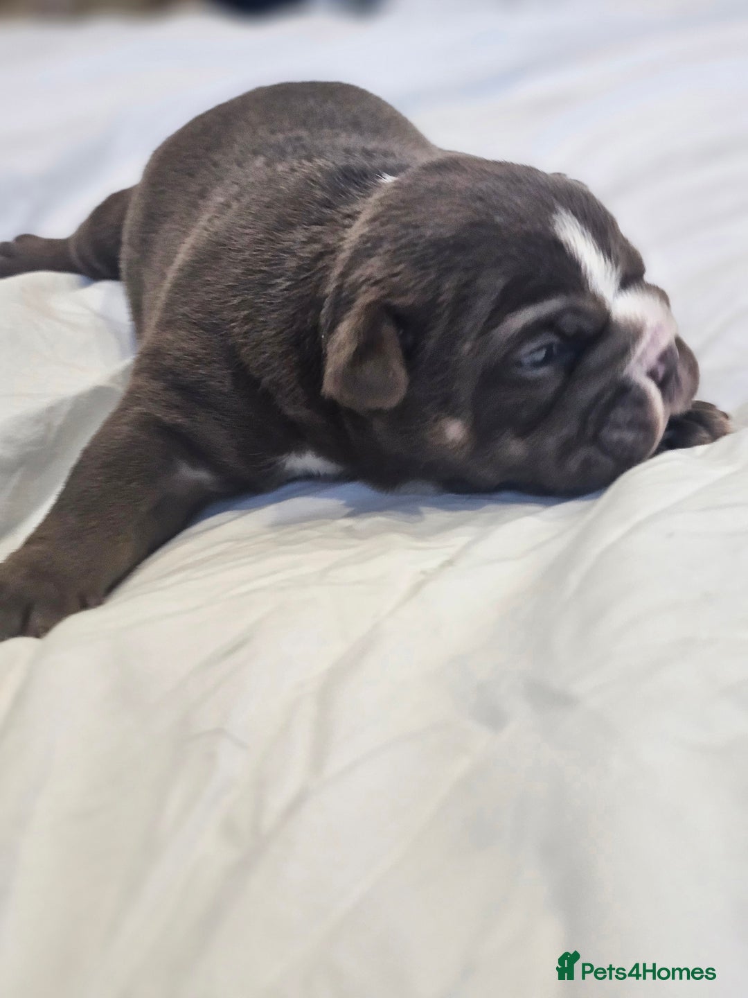 English Bulldog dogs for sale: KC Reg Champion Bloodlines 1 Girl Left £ 2800 - Image 22