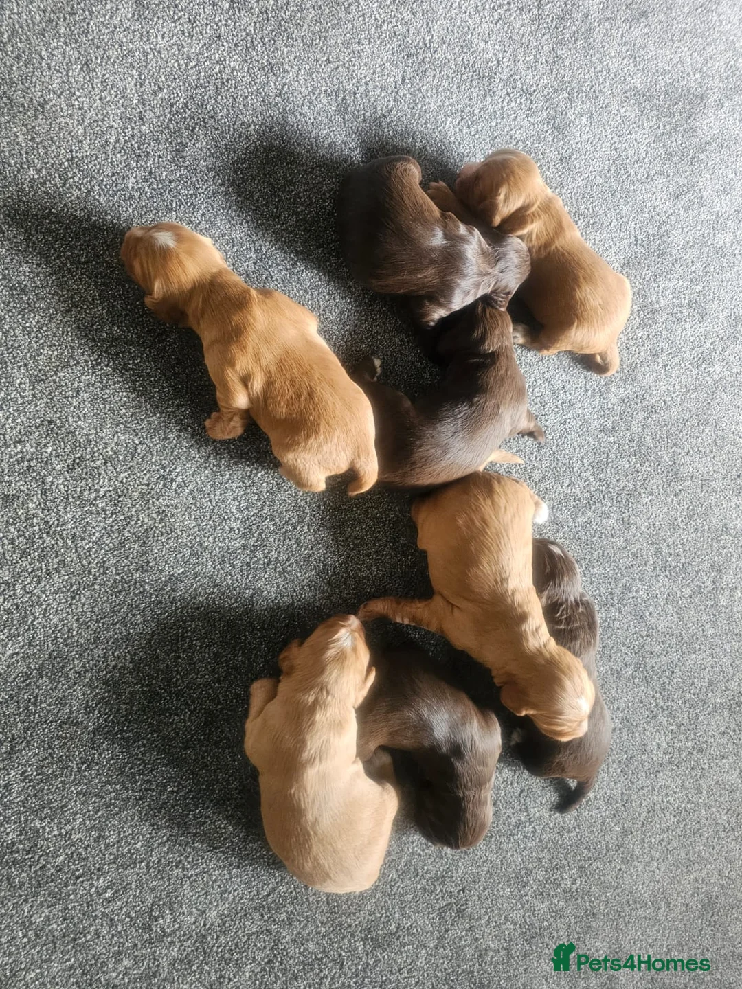 Sprocker dogs for sale: Sprocker puppies  in Northallerton - Advert 2