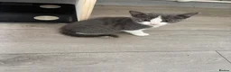 Mixed Breed cats for sale: Kittens Looking for a Loving Home  - Advert 17