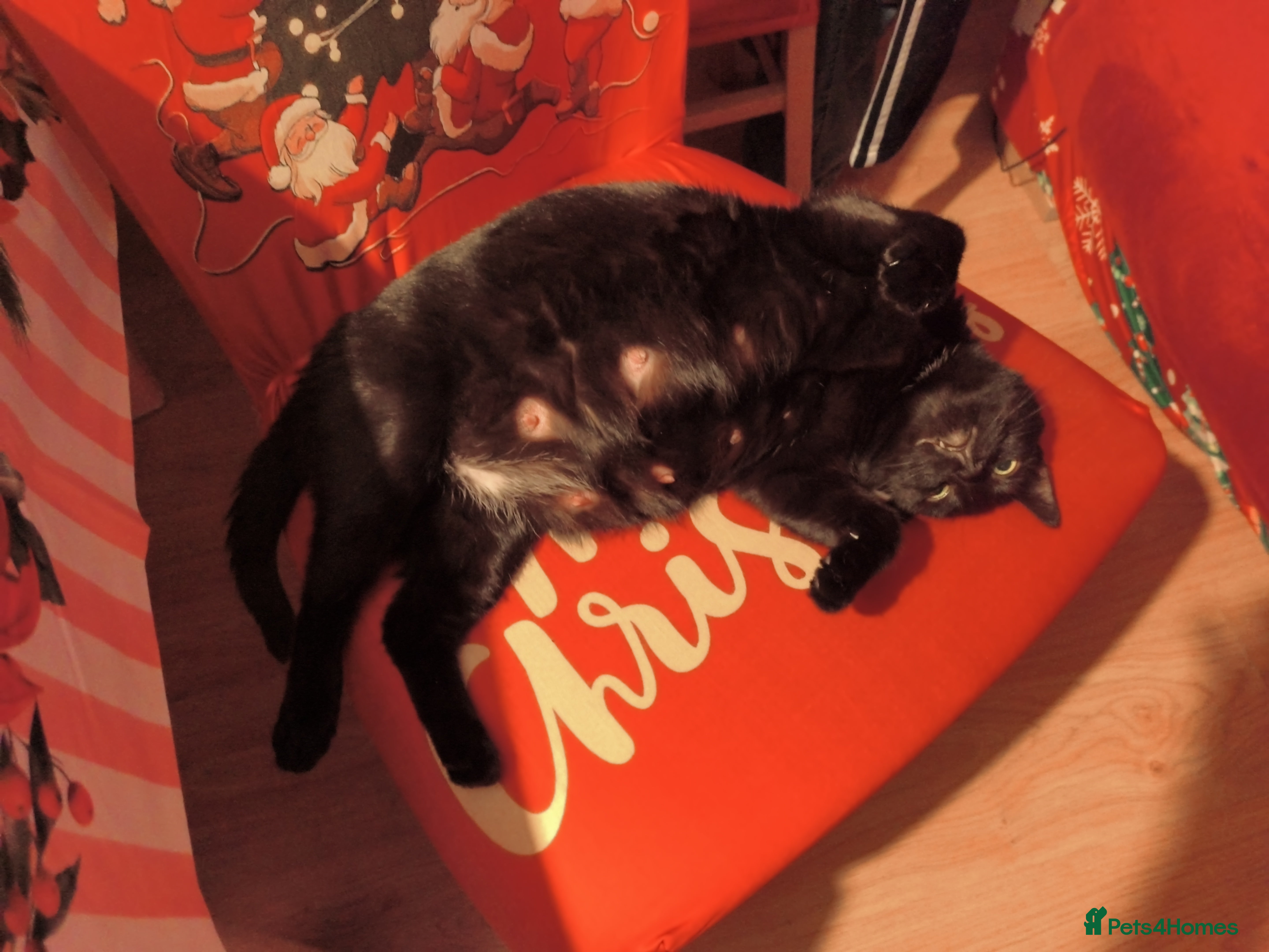 Mixed Breed cats Whiskey is looking for a loving home  - Advert 2