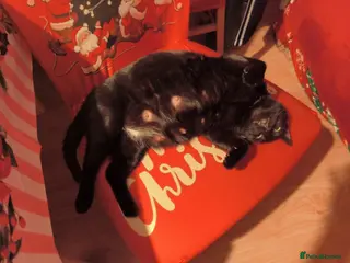 Mixed Breed cats Whiskey is looking for a loving home - Advert 2