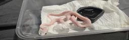 Corn Snake reptiles for sale: Baby corn snakes  - Advert 2
