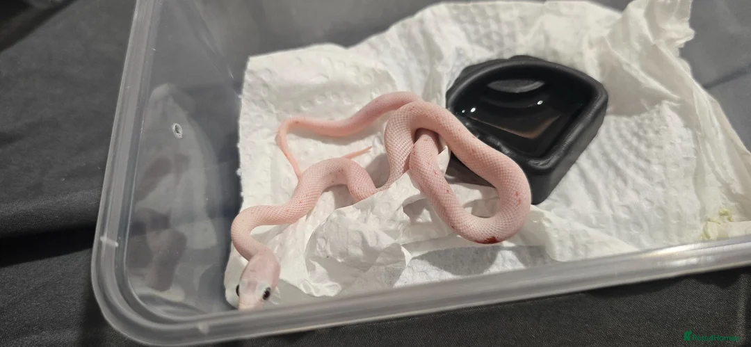 Corn Snake reptiles for sale: Baby corn snakes  - Advert 2
