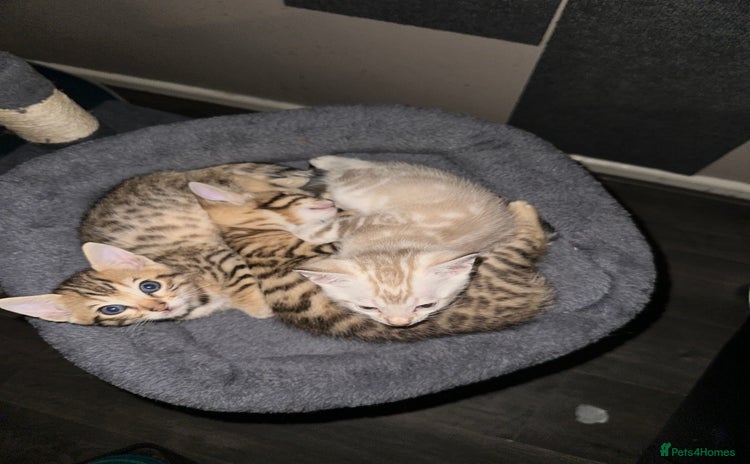 Bengal cats - Advert 14