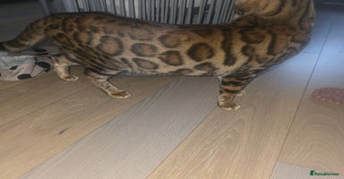 Bengal cats Aurelia👸 👑  3rd Gen - Advert 14