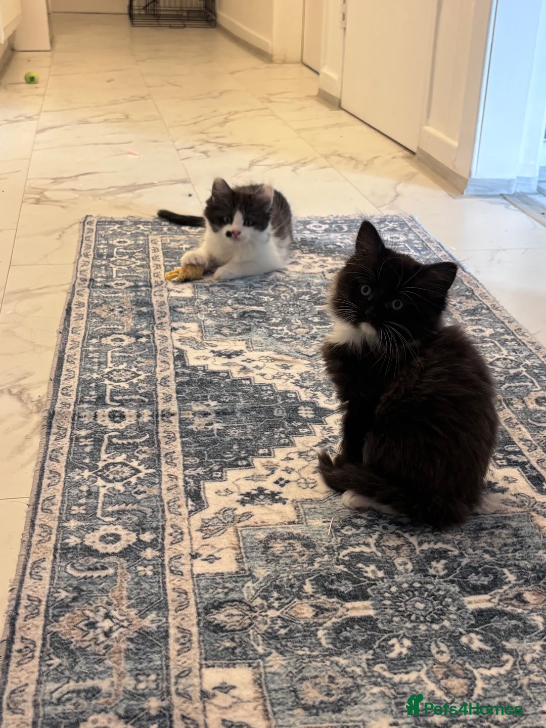 Turkish Angora cats for sale: Ragdoll x Turkish angora kittens for sale in Renfrew - Advert 11