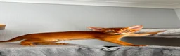 Abyssinian cats for sale: Abyssinian kittens  - Advert 27