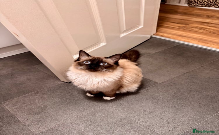 Ragdoll cats - Advert 2
