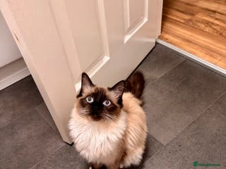 Ragdoll cats Ragdoll cats * pair * - Advert 18