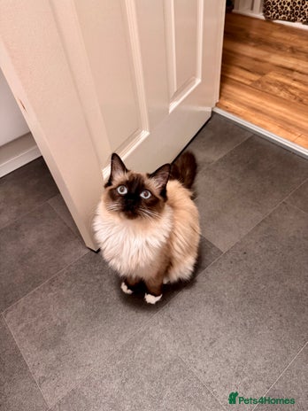 Ragdoll cats - Advert 2