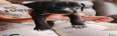 Mixed Breed 4