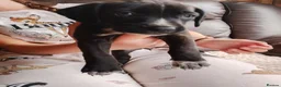 Mixed Breed dogs for sale: Spaniel puppies  - Advert 6