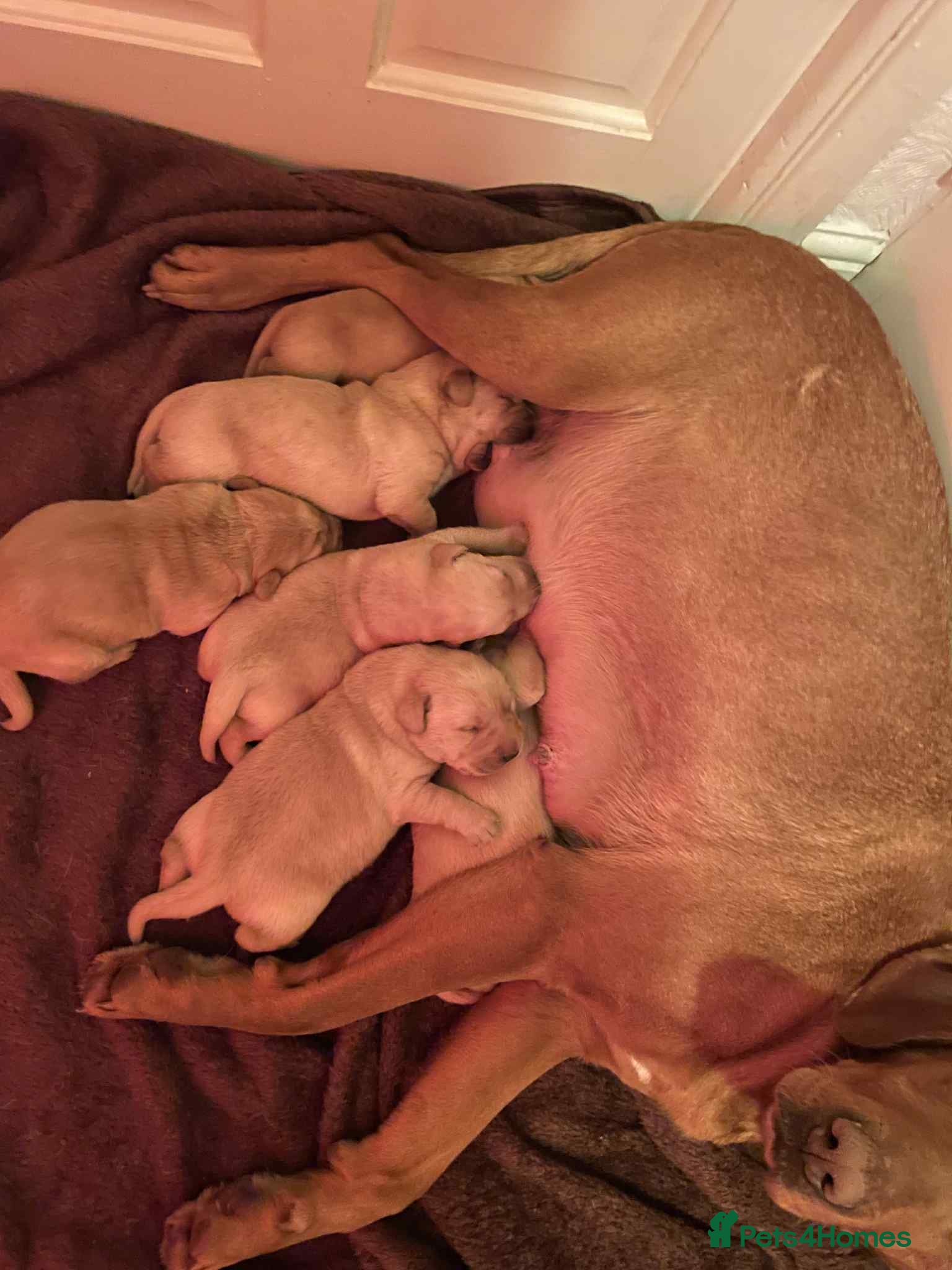 Labrador Retriever dogs Stunning chunky Labradors  in Boston - Advert 1