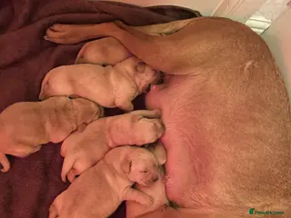 Labrador Retriever dogs Stunning chunky Labradors in Boston - Advert 1