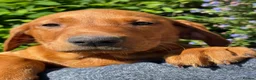 Labrador Retriever dogs for sale: Dark Girl Fox Red Labrador For Sale - Advert 5