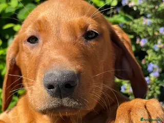 Labrador Retriever dogs Dark Girl Fox Red Labrador For Sale - Advert 17