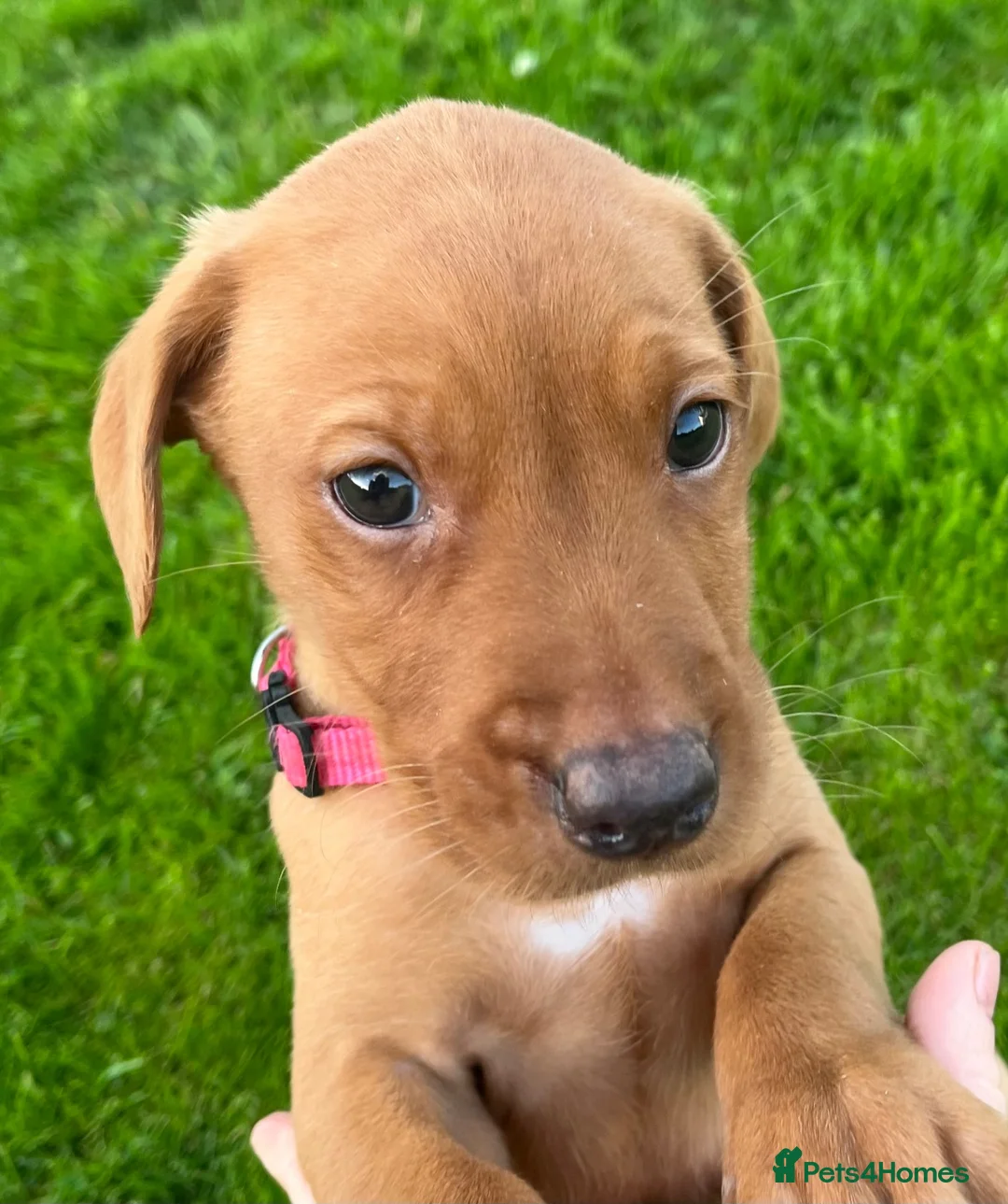 Labrador Retriever dogs for sale: Labrador Dog Pup - Advert 2